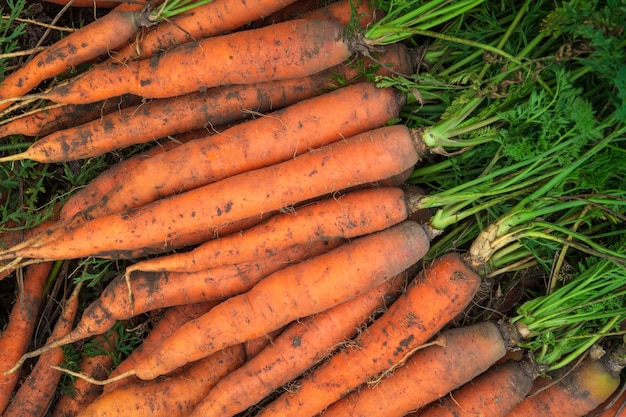 Bündel orangefarbene Karotten mit grünen Spitzen. Hintergrund der reifen Karotte nach der Ernte. Selektiver Fokus mit Platz für Text.