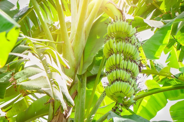 Bündel organische grüne Banane auf Baum im Garten die Bananenbaum- und Blattlandwirtschaftsplantage in Thailand-Sommerfrucht