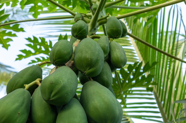 Bündel Papaya-Früchte am Baumpapaya-Baum