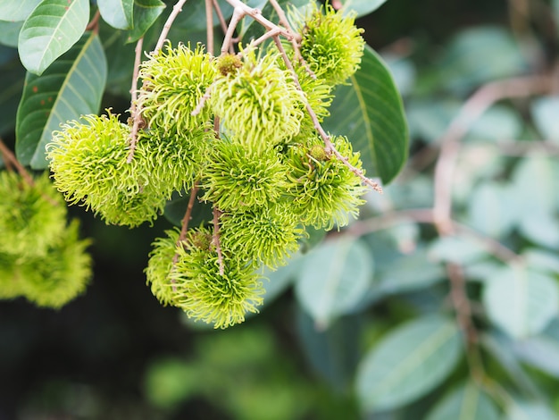 Bündel Rambutanfrucht auf Baum