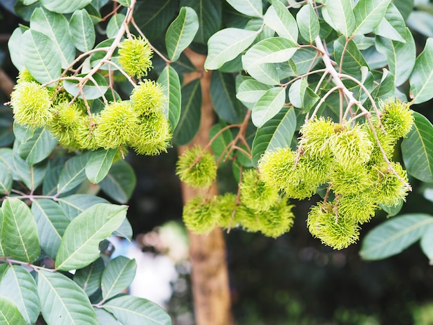 Bündel Rambutanfrucht auf Baum