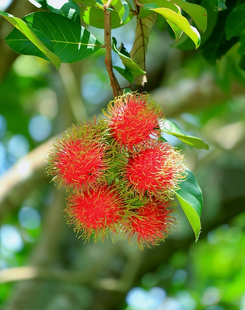 Bündel Rambutanfrüchte auf dem Baum in der Plantage, Rayong-Provinz, Thailand