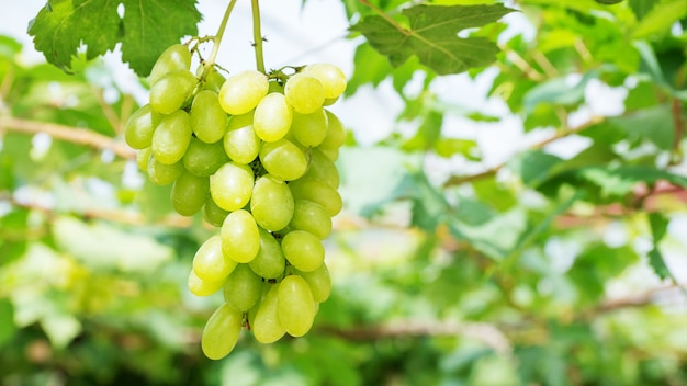 Bündel reife Trauben in einem Weinberg.