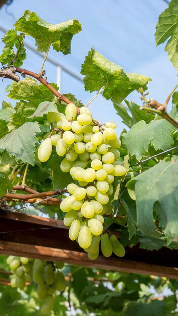 Bündel reife Trauben in einem Weinberg