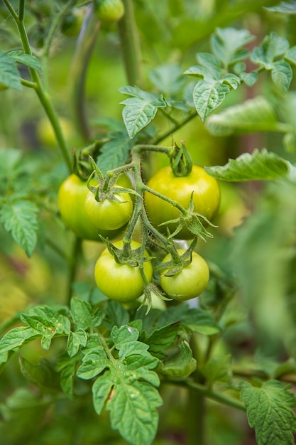 Bündel reifender Tomaten auf einem Buschkeimling. Gartenarbeit und Pflanzen. Grüne Textur