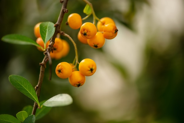 Bündel reifer gelber Ebereschenbeeren auf verschwommenen grünen Blättern