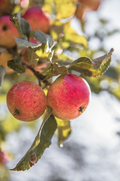 Bündel reifer Äpfel auf einem Zweig eines Apfelbaums, hell von der Sonne beleuchtet. Erntekonzept