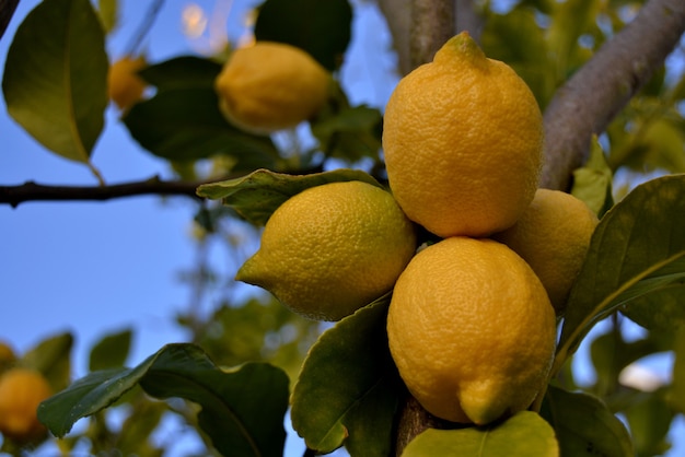 Bündel reifer Zitronen auf einem Zitronenbaum, der zum Pflücken liest