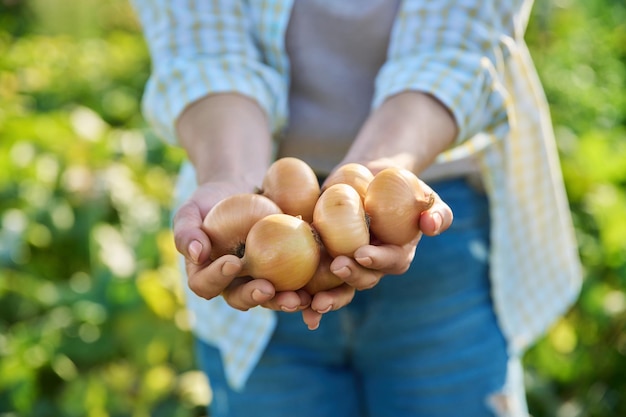 Bündel reifer Zwiebeln in den Händen einer Frau im Freien, Natur, Sommersaison, Anbau natürlicher Lebensmittel, Gartenbau, Ernte, Landwirtschaft, Bio-Öko-Bauernhof-Konzept