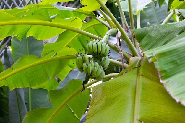 Bündel rohe grüne Bananen