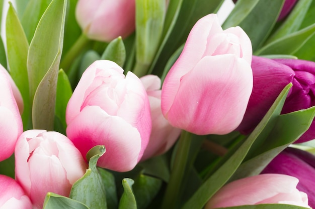 Bündel rosa und violette Tulpen schließen