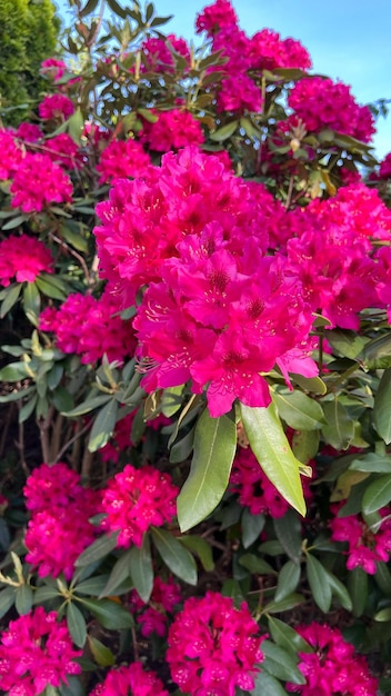 Bündel rosafarbene Rhododendronblumen Rhododendronblumen