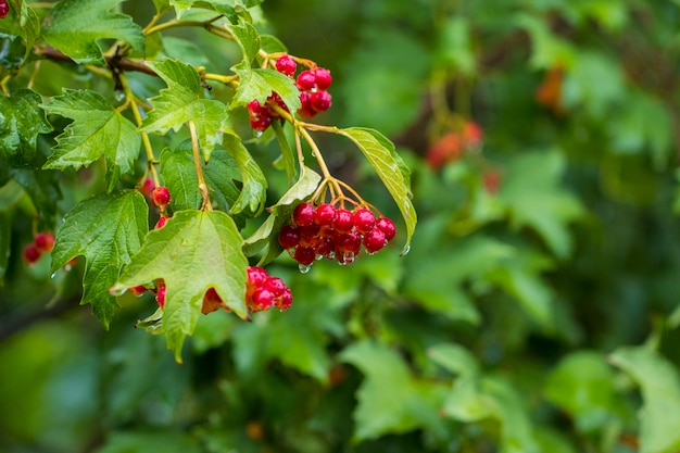 Bündel rote Beeren von Viburnum (Guelder Rose) im Garten nach Regen.