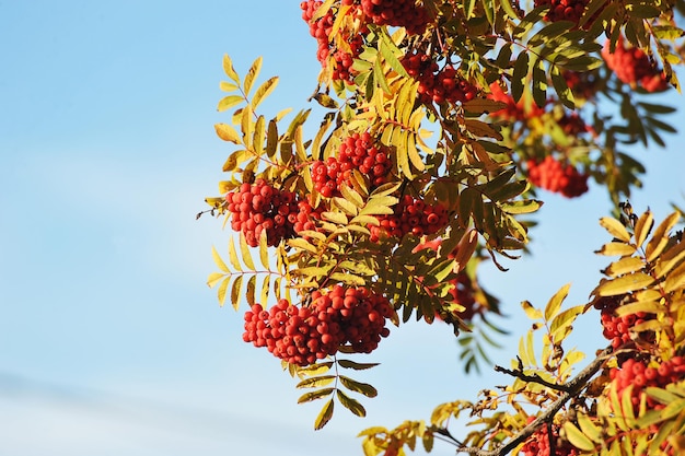 Bündel rote Eberesche mit Herbstlaub - Erntezeit