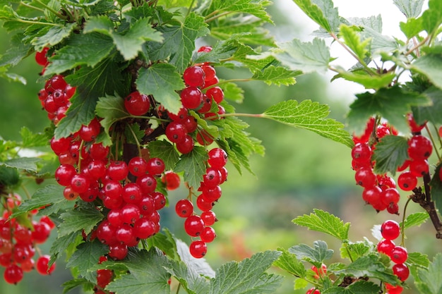 Bündel rote Johannisbeeren auf Zweig.