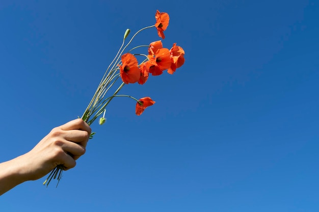 Bündel rote Mohnblumen in der Hand der Frau gegen blauen Himmel an einem sonnigen Tag