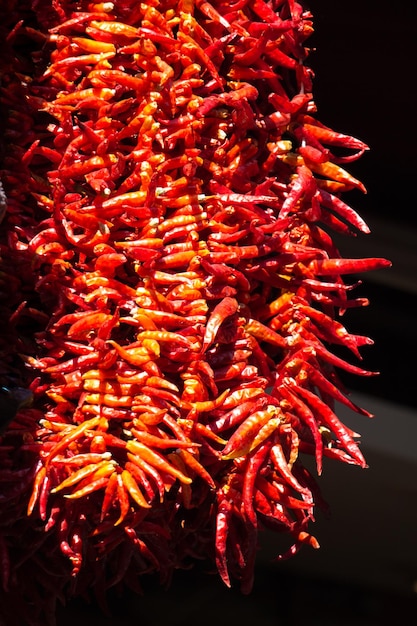 Bündel rote Paprika trocknen in der Sonne