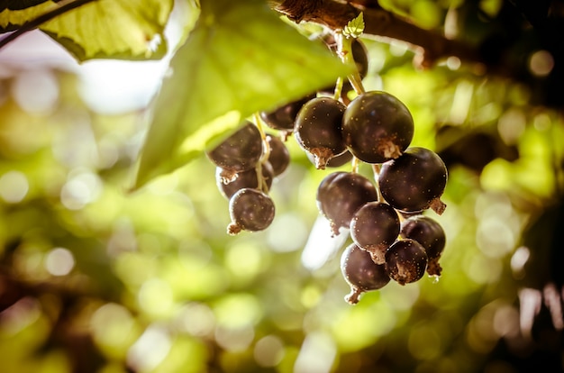 Bündel schwarze Johannisbeeren im Garten