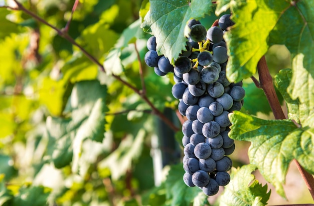 Bündel schwarze Nebbiolo-Trauben am Rebstock