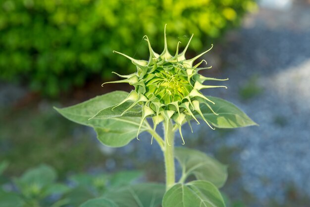 Bündel Sonnenblume, die auf Stiel und grünen Blättern blüht.