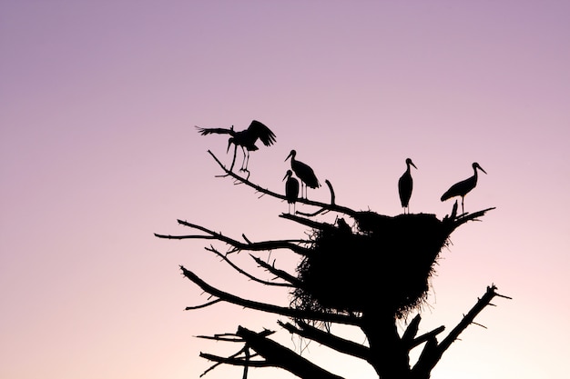 Bündel Storchvogelschattenbilder auf einem toten Baum mit Nest bei Sonnenuntergang.