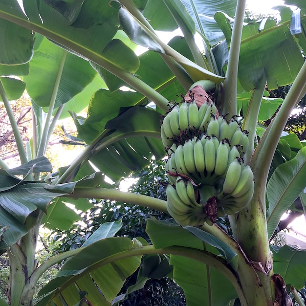 Bündel unreife grüne Bananen