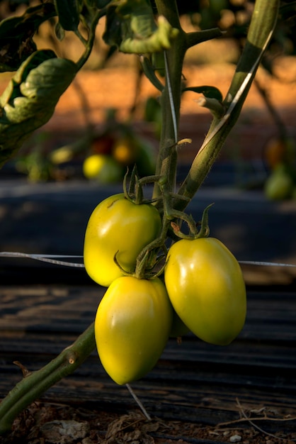 Bündel unreife Tomaten in Plantage