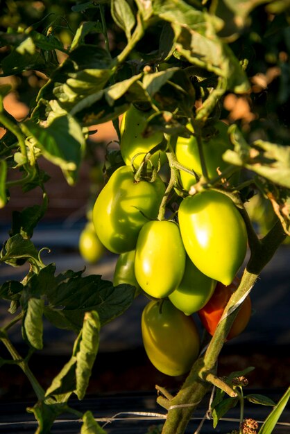 Bündel unreife Tomaten in Plantage