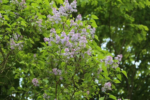 Bündel violette Fliederblüte