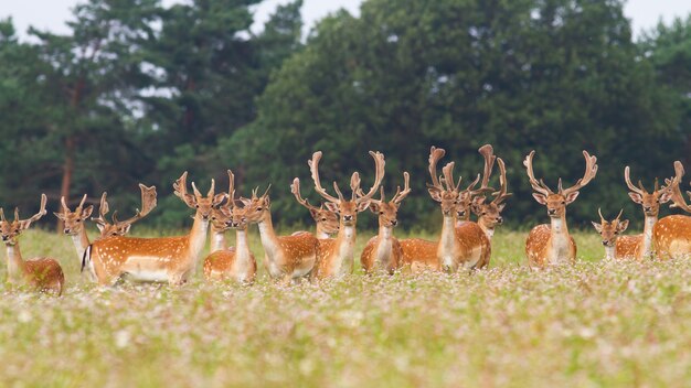 Bündel von damwildhirschen, die auf wiese in der sommernatur stehen