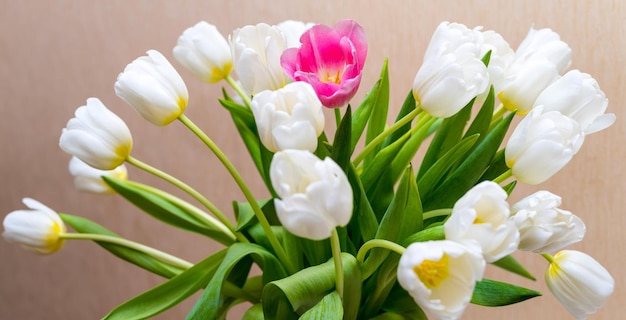 Bündel von den blühenden weißen Tulpen mit grünen Stielen und Blättern und einer Blume von roter Farbe