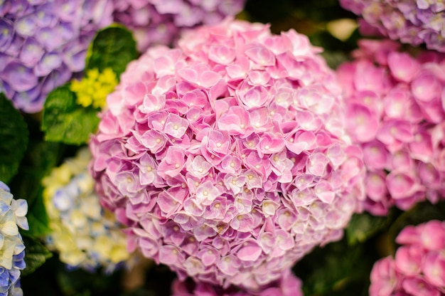 Bündel von leuchtend rosa blühenden Hortensienblüten