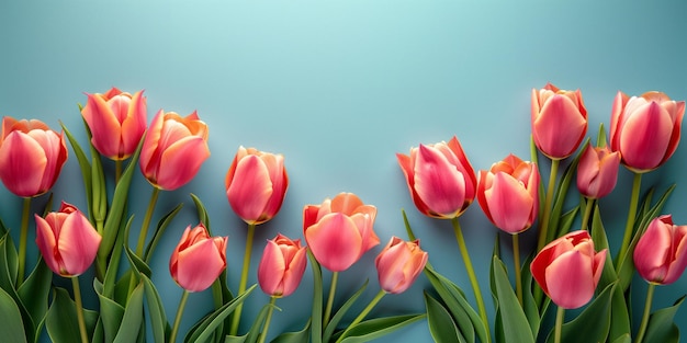 Foto bündel von rosa zarten tulpenblumen auf einem einfachen hintergrund