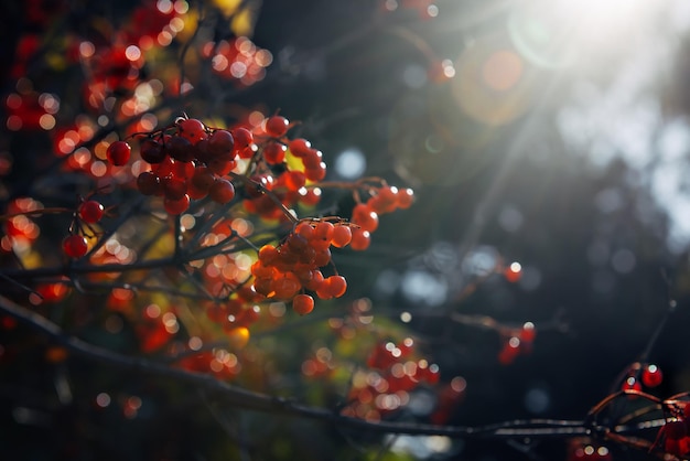 Foto bündel von viburnum roten beeren im morgendlichen sonnenlicht nahaufnahme weicher fokus herbsterntekonzept herrlicher natürlicher hintergrund mit bokeh-effekt