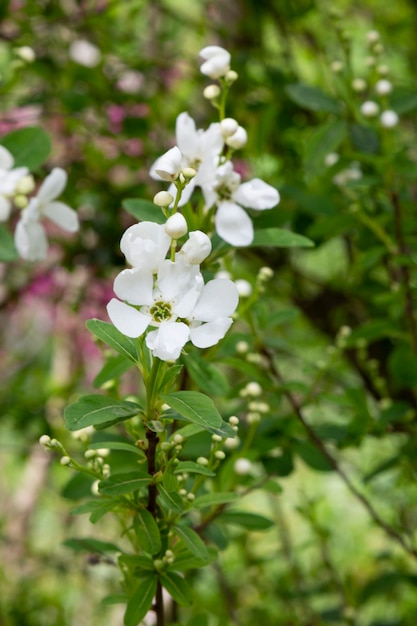 Bündel weiße Exochorda-Tianshanica-Blume mit schönem Bokeh