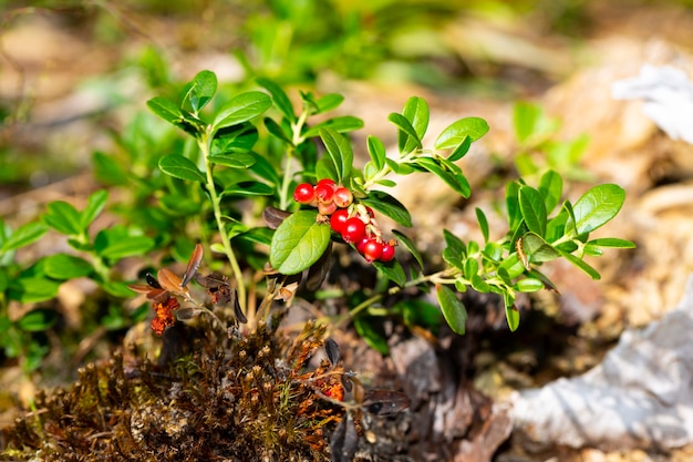 Bündel wilde reife rote Waldpreiselbeeren