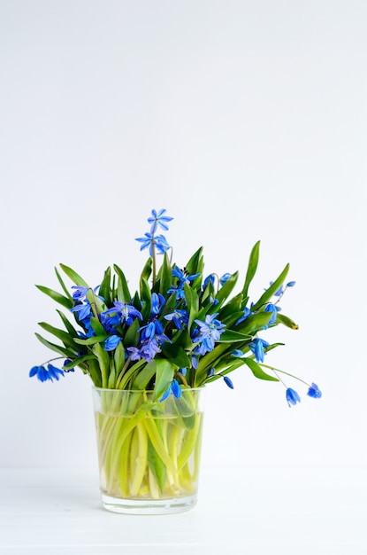 Bündel zarter squillblauer Blumen in einem Glas mit Wasser auf Weiß