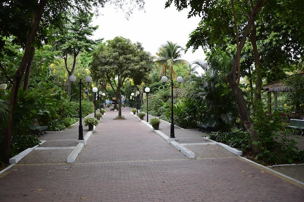 Bürgersteig mit Laternenpfählen und Bäumen, umgeben von dichter Vegetation im historischen Park von Guayaquil Ecuador