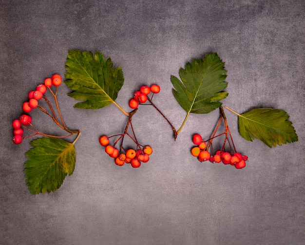 Bürsten von roten Ebereschenbeeren und Blättern auf grauem Hintergrund