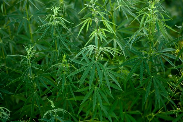Büsche bauen Cannabis an