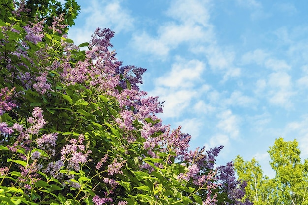 Büsche blühen lila gegen den blauen Himmel