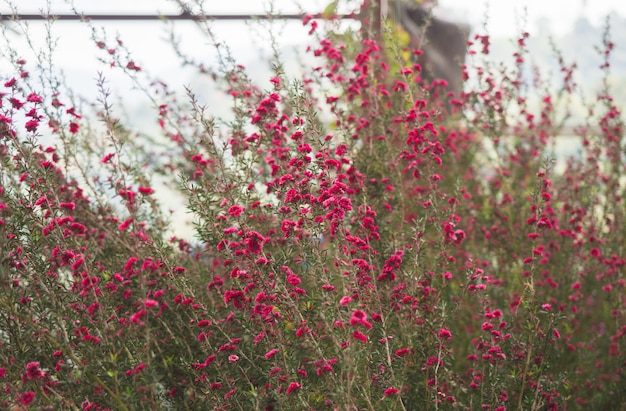 Büsche der Blume