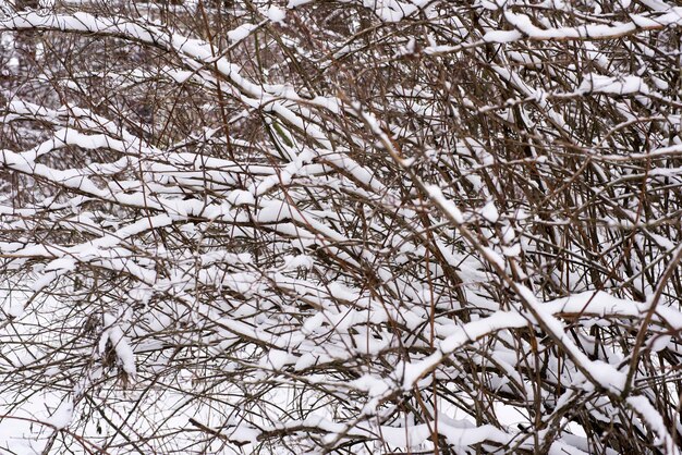 Büsche im schneebedeckten Wintergarten.