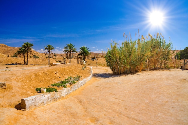 Büsche in der Wüste Sahara Tunesien Nordafrika