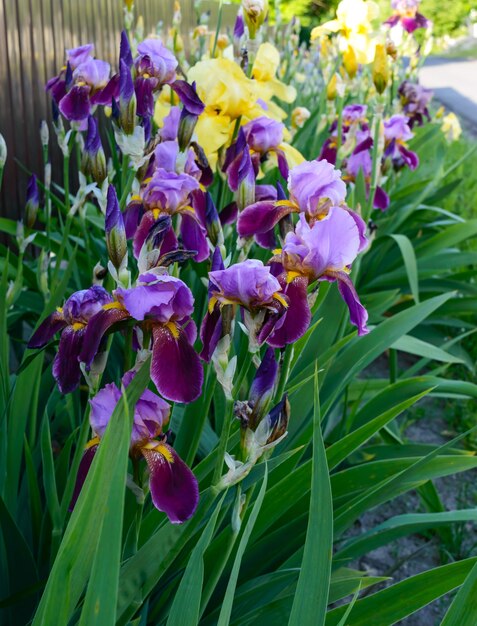 Büsche Iris im Garten. Lila und gelbe Irisblüten. Frühling Sommer Blumen.