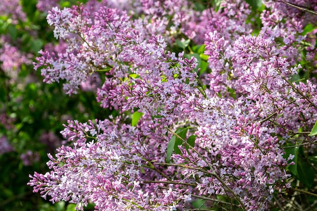 Büsche mit blühendem Flieder im Frühling im Garten