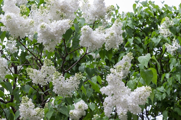 Büsche mit blühenden weißen Fliedern. Grüne Blätter an den Zweigen. Pflanzenhintergrund