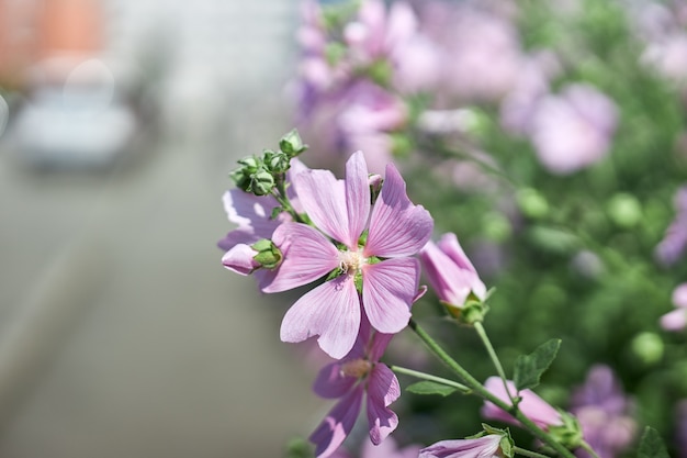 Büsche mit schönen rosa Blüten