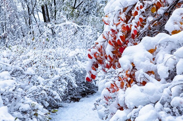 Büsche und Bäume mit hellen Herbstblättern mit Schnee bedeckt. Wetter, Klima, Jahreszeitenwechsel.