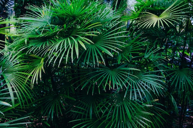 Büsche von Palmen mit dunkelgrünen Blättern im Hintergrund
